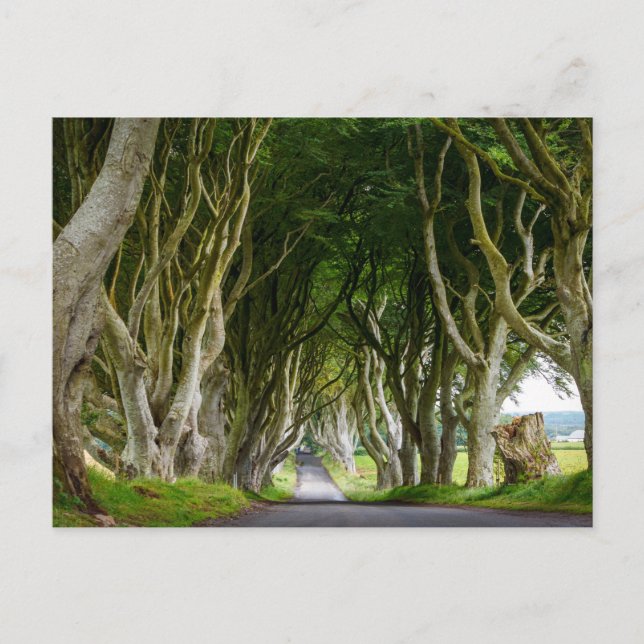 Dark Hedges in Ireland Postcard (Front)