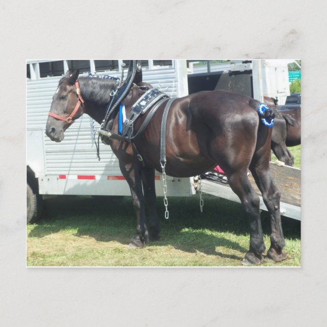 Dark Horse Postcard (Front)