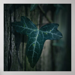 Dark Ivy Leaf Nature Photo Poster