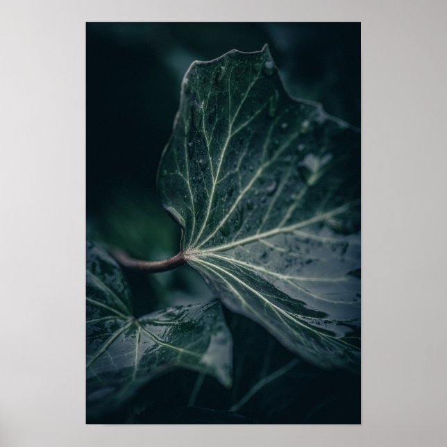Dark Ivy Leaf Nature Photograph Poster (Front)