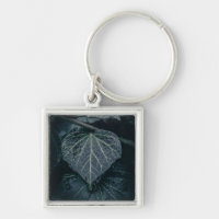 Dark Ivy Nature Photo