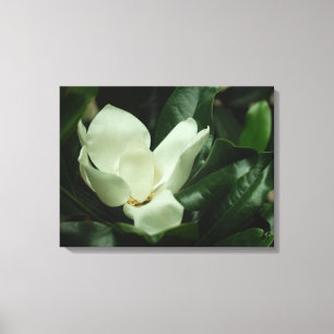 Dark Magnolia Canvas Print