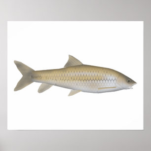 Dark Mahseer Poster