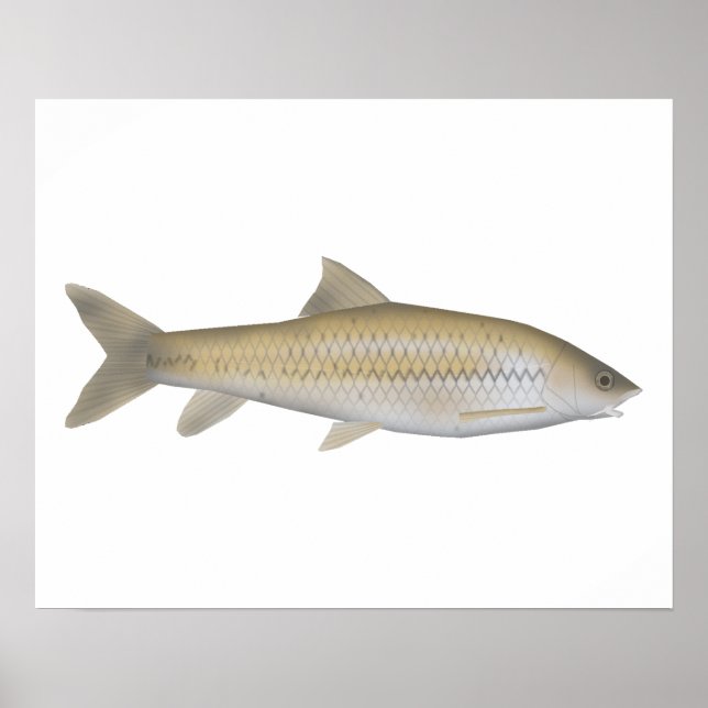 Dark Mahseer Poster (Front)