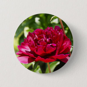 Dark Maroon velvet peonies 6 Cm Round Badge