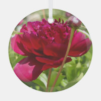 Dark Maroon velvet peonies