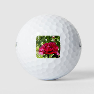 Dark Maroon velvet peonies Golf Balls