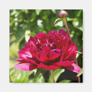 Dark Maroon velvet peonies Magnet