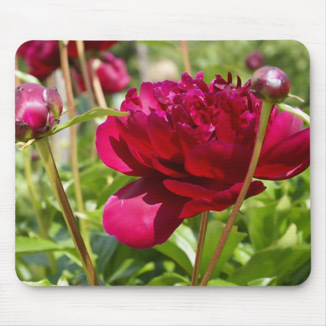 Dark Maroon velvet peonies Mouse Pad (Front)