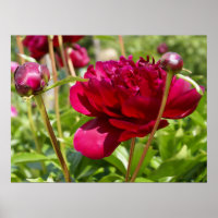 Dark Maroon velvet peonies