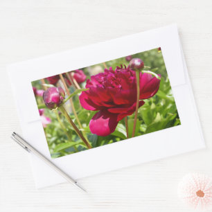 Dark Maroon velvet peonies Rectangular Sticker