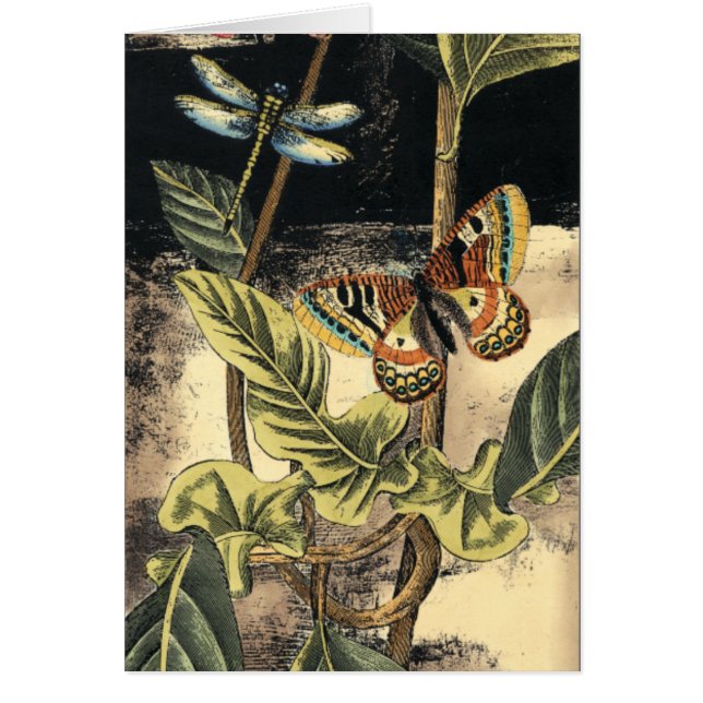 Dark Nature Scene by Vision Studio (Front)