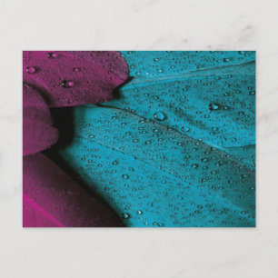 Dark Orchid and Teal Plumage Postcard