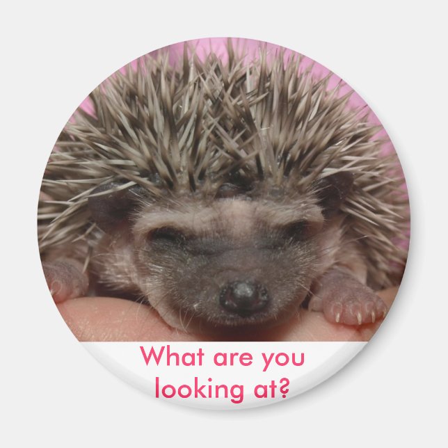 dark pink 3, What are you looking at? Magnet (Front)