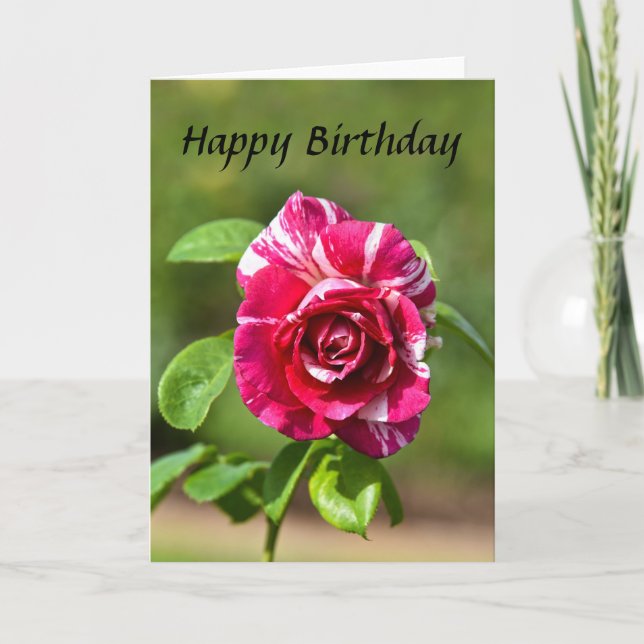 "Dark Pink and White Striped Rose, Happy Birthday Card (Front)