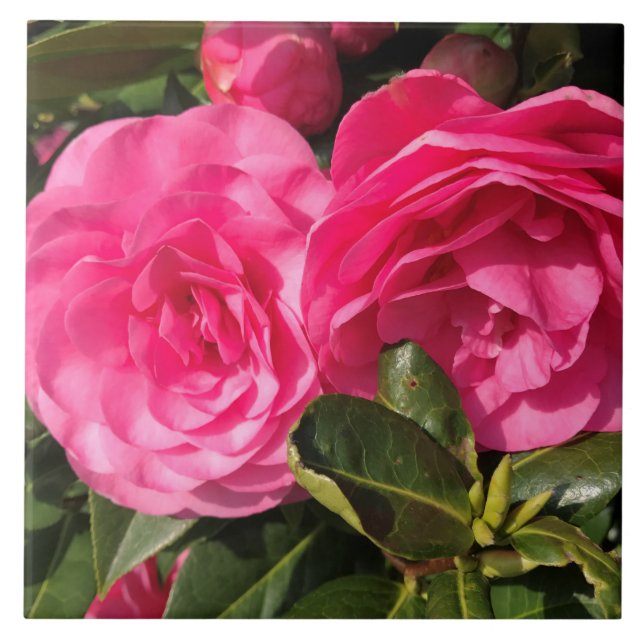 Dark pink Camellia Flowers Tile (Front)