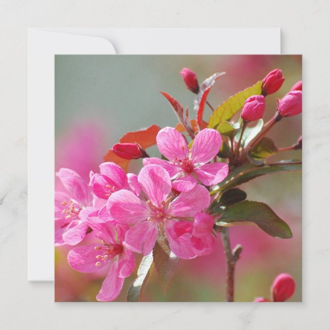 Dark Pink Cherry Blossoms (Front)