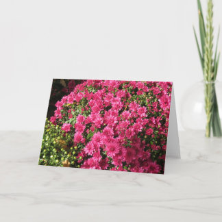Dark Pink Mums Card