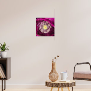 Dark Pink Oriental Poppy Floral Poster