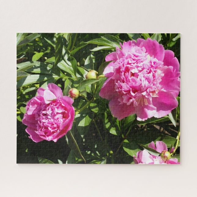 Dark pink peonies jigsaw puzzle (Horizontal)