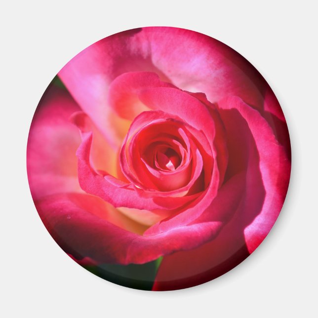 Dark Pink Rose Magnet (Front)