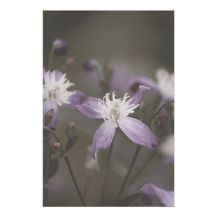 Dark Purple Flower Blossoms Floral Poster