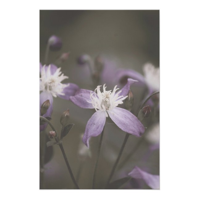 Dark Purple Flower Blossoms Floral Poster (Front)
