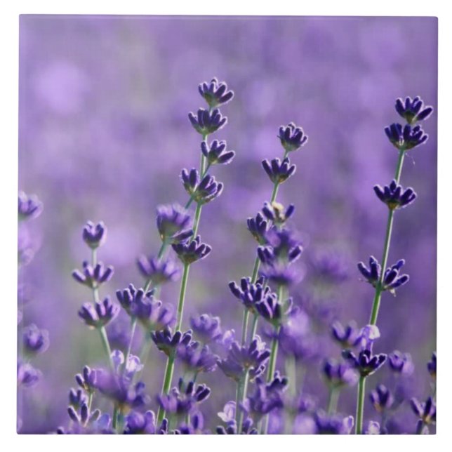 Dark Purple Lavender Flowers Tile (Front)