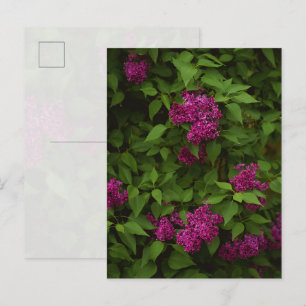 Dark purple lilac tree, Greeting Postcard