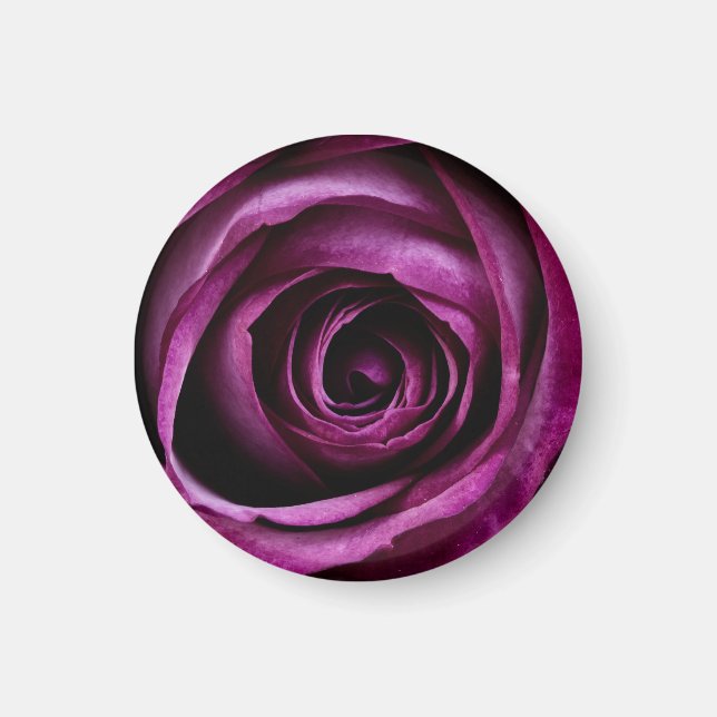 Dark Purple Rose Close Up Magnet (Front)