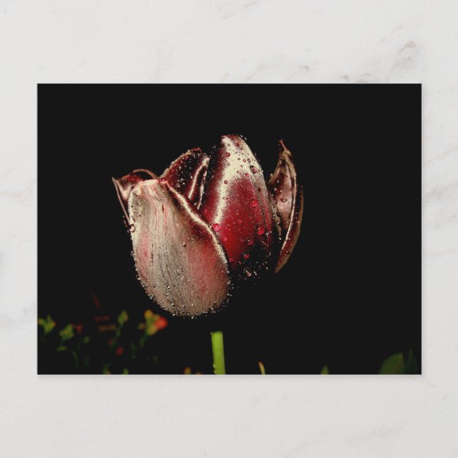 Dark Purple Tulip Postcard (Front)