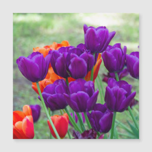 Dark purple tulips