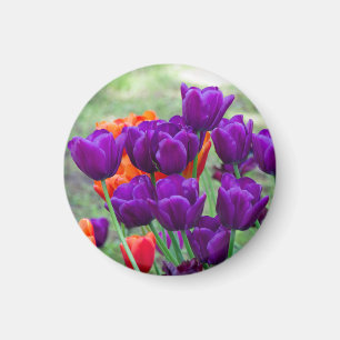 Dark purple tulips  magnet