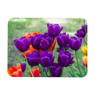 Dark purple tulips  magnet