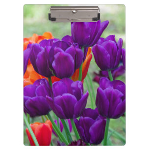 Dark purple tulips on a sunny day in the garden clipboard