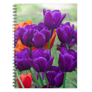 Dark purple tulips on a sunny day in the garden notebook