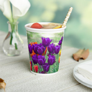 Dark purple tulips on a sunny day in the garden paper cups