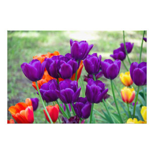 Dark purple tulips photo print
