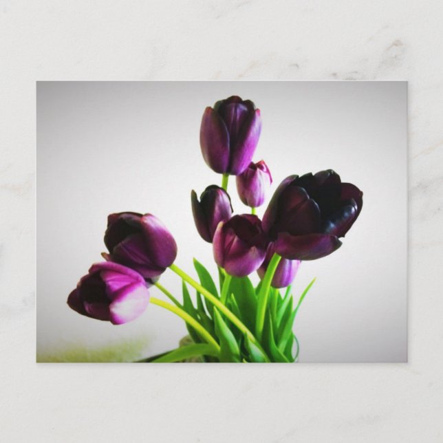 Dark Purple Tulips Postcard (Front)