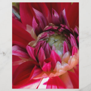dark red blossom