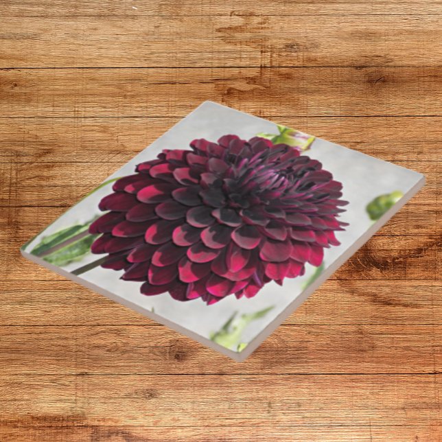 Dark Red Dahlia Bloom Floral Ceramic Tile (In Situ)