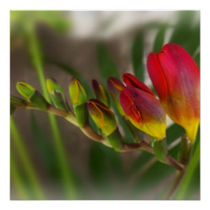 dark red freesia poster