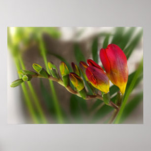 dark red freesia poster