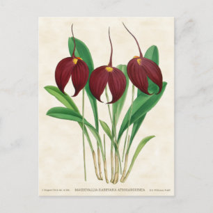 Dark Red Masdevallia Orchid Vintage Botanical Postcard