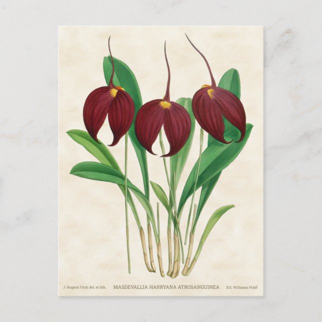 Dark Red Masdevallia Orchid Vintage Botanical Postcard (Front)