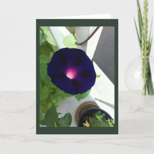 Dark Velvet Morning Glory Blank Card