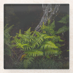 Dark woodland forest ferns, moody aesthetic glass coaster