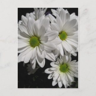 Darlin' Daisies Postcard