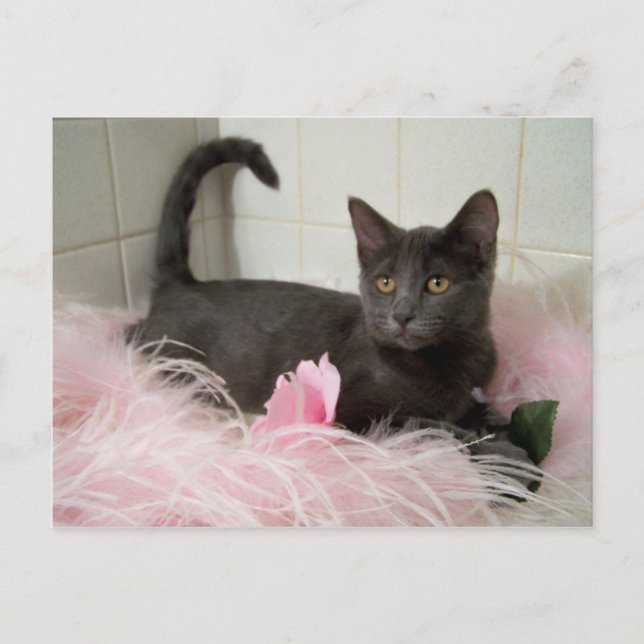darling Arys Postcard (Front)