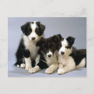 Darling Dog, Puppy Photos Cards, Gifts - Customise Postcard